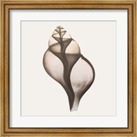 Sandy Sea Shells 1 Fine Art Print