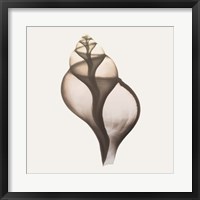 Sandy Sea Shells 1 Fine Art Print