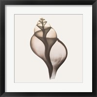 Sandy Sea Shells 1 Fine Art Print