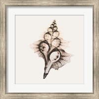 Sandy Sea Shells 2 Fine Art Print