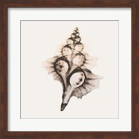 Sandy Sea Shells 2 Fine Art Print