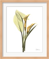 Orange Flowers Calla Lily Fine Art Print