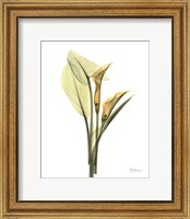 Orange Flowers Calla Lily Fine Art Print