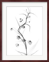 White Globe Lily Fine Art Print