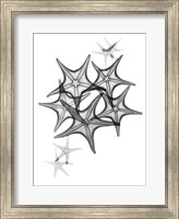 Starfish Fine Art Print