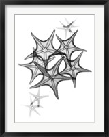 Starfish Fine Art Print