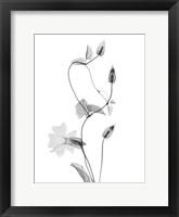 Disticta Fine Art Print