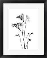 Freesia Fine Art Print