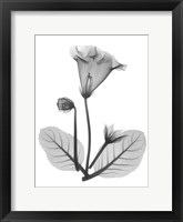 Gloxinia Fine Art Print