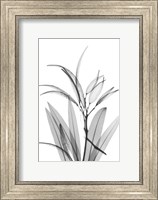 Oleander White Seed Pod Fine Art Print