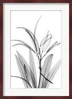 Oleander White Seed Pod Fine Art Print