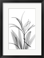 Oleander White Seed Pod Fine Art Print