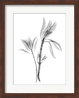 Leucadendron Fine Art Print