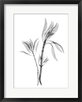 Leucadendron Fine Art Print