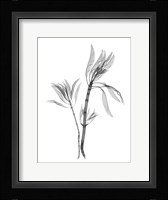 Leucadendron Fine Art Print