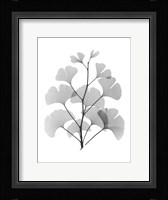 Ginko Fine Art Print