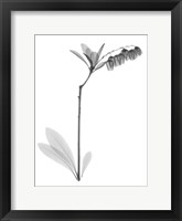 Lily Of The Vally Bush H07 Fine Art Print