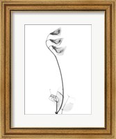 Pea H48 Fine Art Print