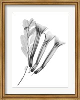 Crane Flower Fine Art Print