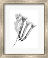 Crane Flower Fine Art Print