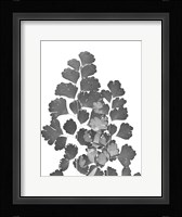 Southern Maidenhair Fern Fine Art Print