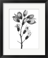 Foxglove Fine Art Print