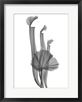 Marching Floral Fine Art Print