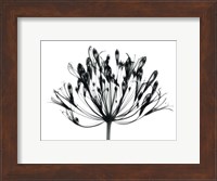 African Lily Fine Art Print