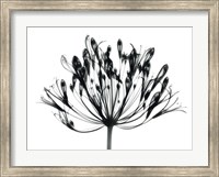 African Lily Fine Art Print