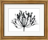 African Lily Fine Art Print