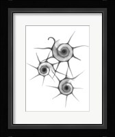 Star Shell  F147 Fine Art Print