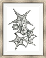 Starfish Bunch F149 Fine Art Print