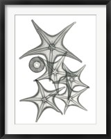 Starfish Bunch F149 Fine Art Print