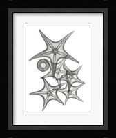 Starfish Bunch F149 Fine Art Print