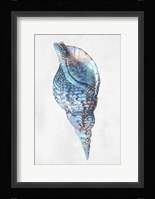 Urban Sea Shell 3 Framed Print
