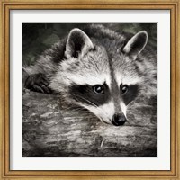 Pondering Raccoon 2 Fine Art Print