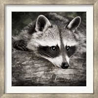 Pondering Raccoon 2 Fine Art Print