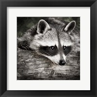 Pondering Raccoon 2 Fine Art Print