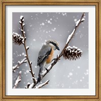 Snow Bird Fine Art Print