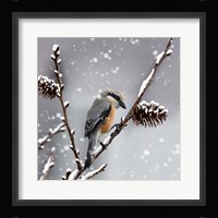 Snow Bird Fine Art Print