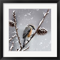 Snow Bird Framed Print