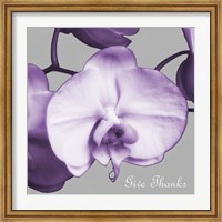Thankful Orchids Fine Art Print
