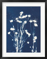 Alpine Flower VI Fine Art Print