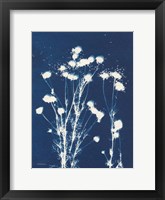 Alpine Flower VI Framed Print