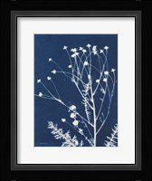 Alpine Flower IV Framed Print