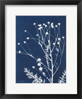 Alpine Flower IV Framed Print