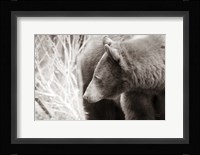 Bear Tones Fine Art Print