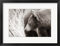 Bear Tones Framed Print