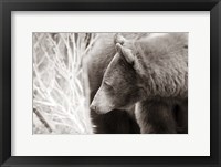 Bear Tones Fine Art Print