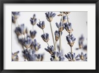 Lavender Bouquet Fine Art Print
